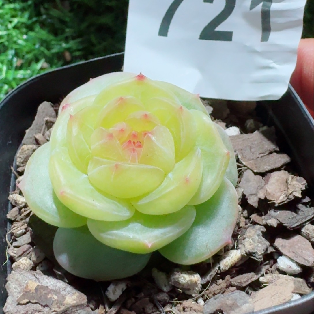 小家碧玉         精品多肉