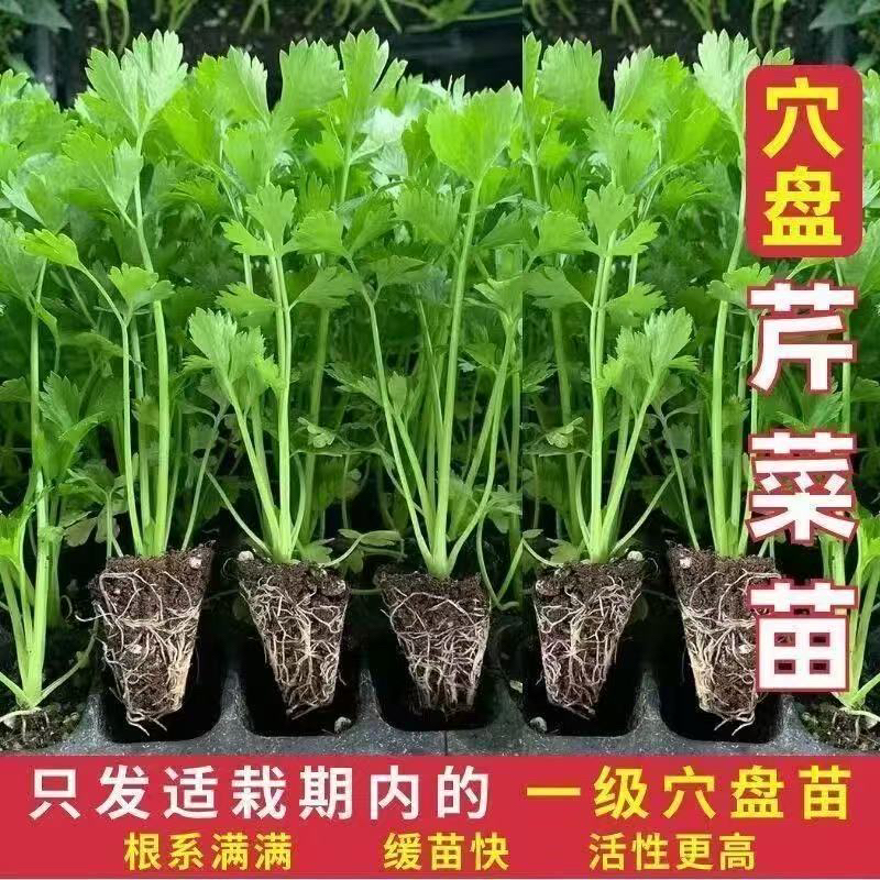 芹菜苗秧苗幼苗蔬菜种子种苗四季小香芹西芹秧苗种子带土发货