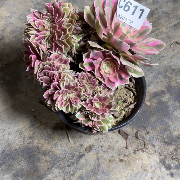 瑞妈，，，。。。。？611女巫缀，