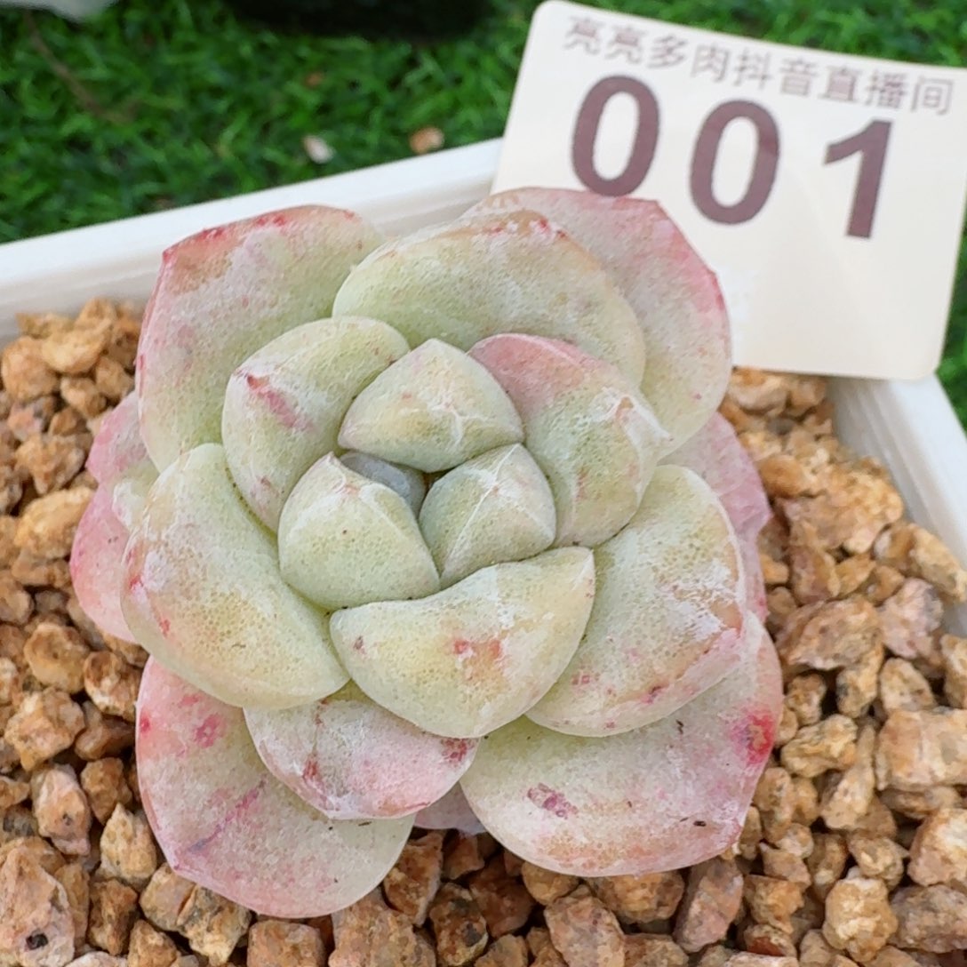 石化冰玉         精品多肉