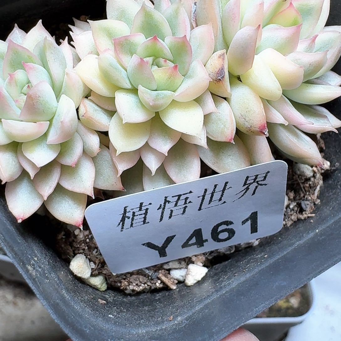 461盒多肉植物哇f c