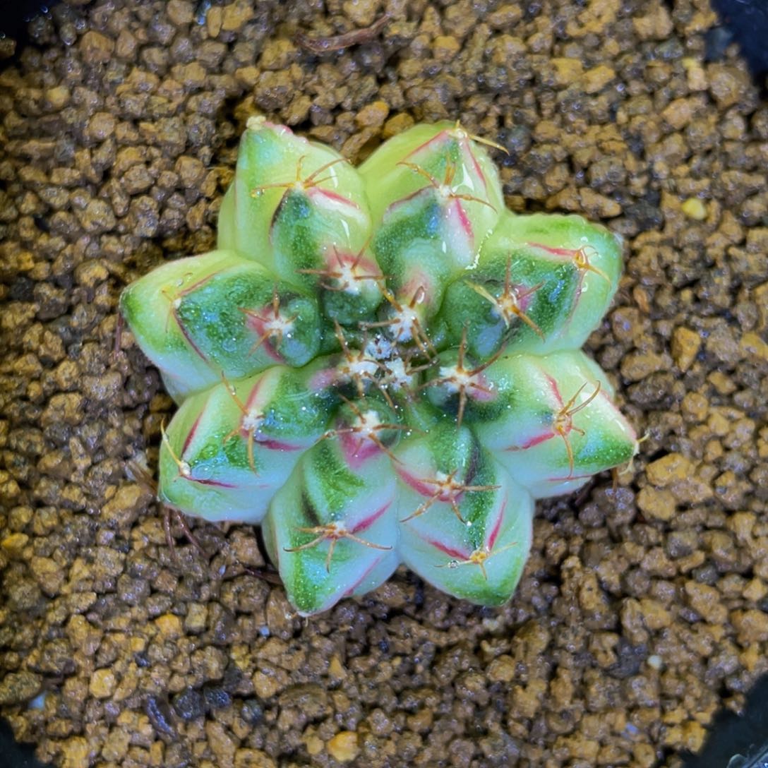 米哈星球000000000001908