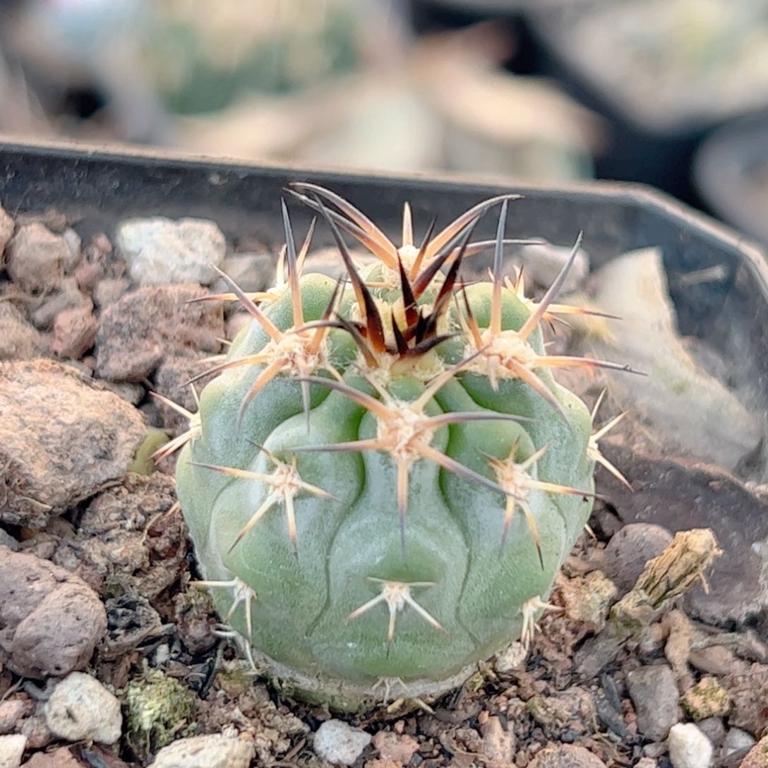 实生 阿寒玉仙人球