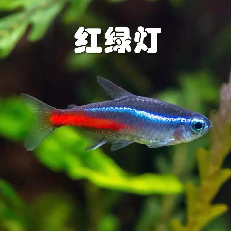 红绿灯鱼宝莲灯鱼等小型热带观赏灯科群游淡水活体鱼