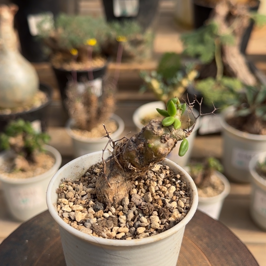 667万物想奇峰锦满50包邮