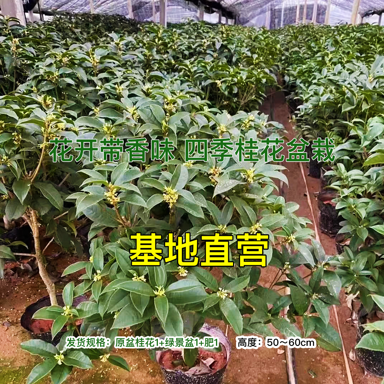 （不带盆）桂花苗四季桂盆栽庭院地栽可食用