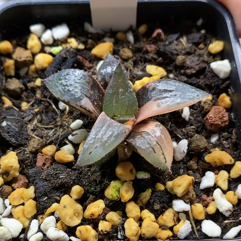 【闪购商品】1酒吞锦