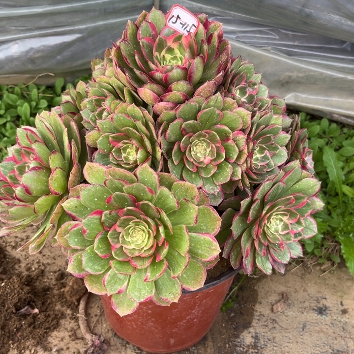 15-115粉花妖多肉植物