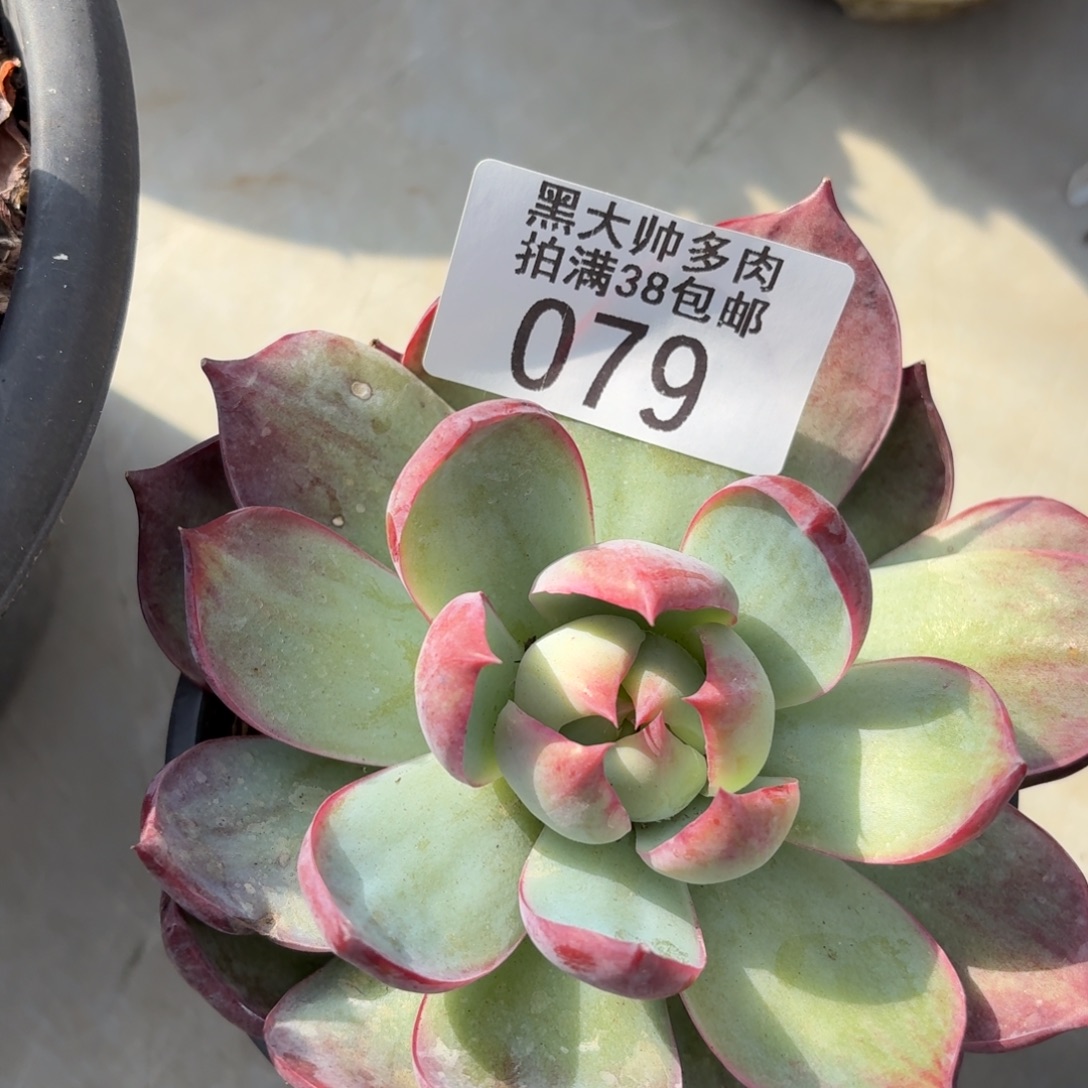 难***忘黑大帅多肉79惊鸿