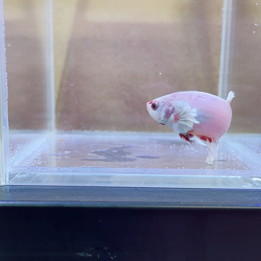 斗鱼跑单小黑屋28