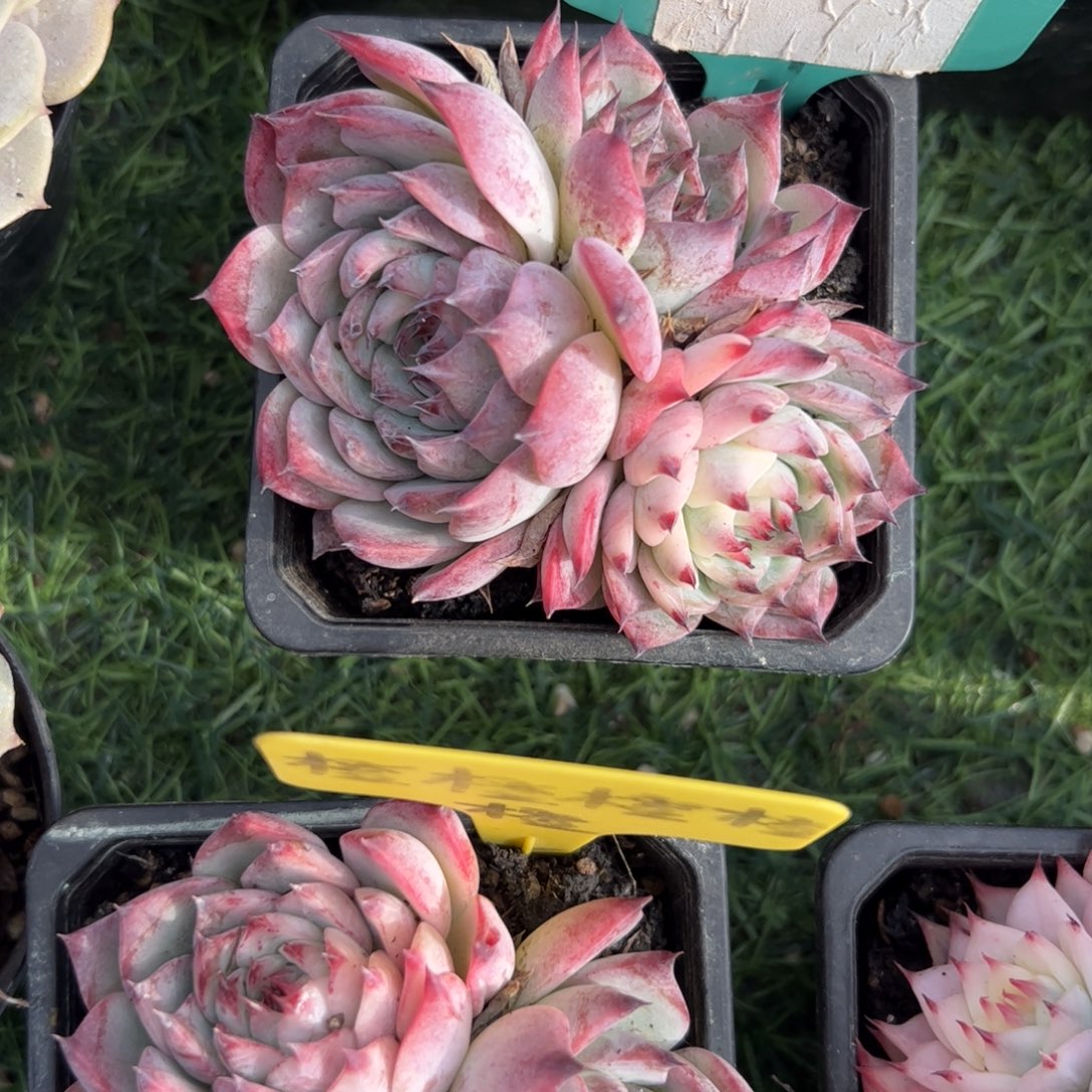 吉娃娃锦多肉植物