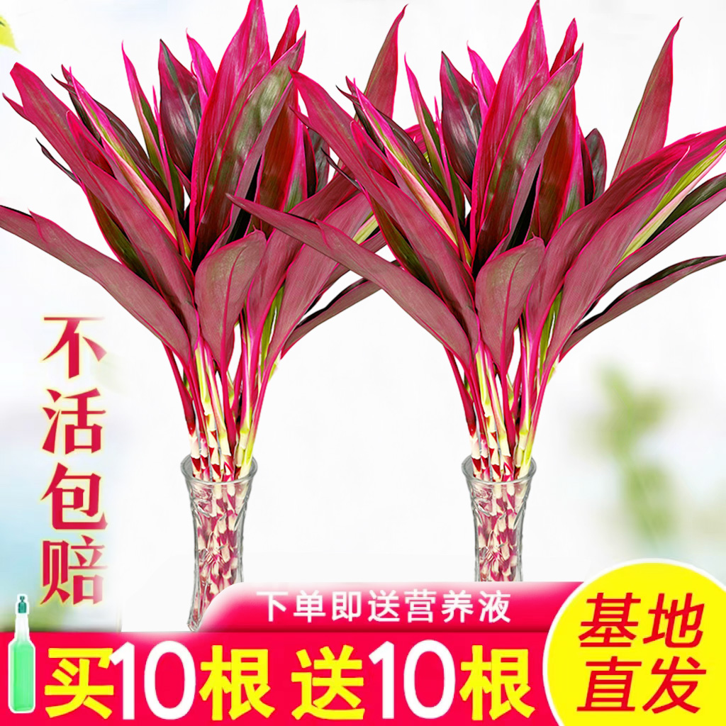 鸿运竹富贵竹水培植物客厅室内竹子水养四季节节高绿植花卉