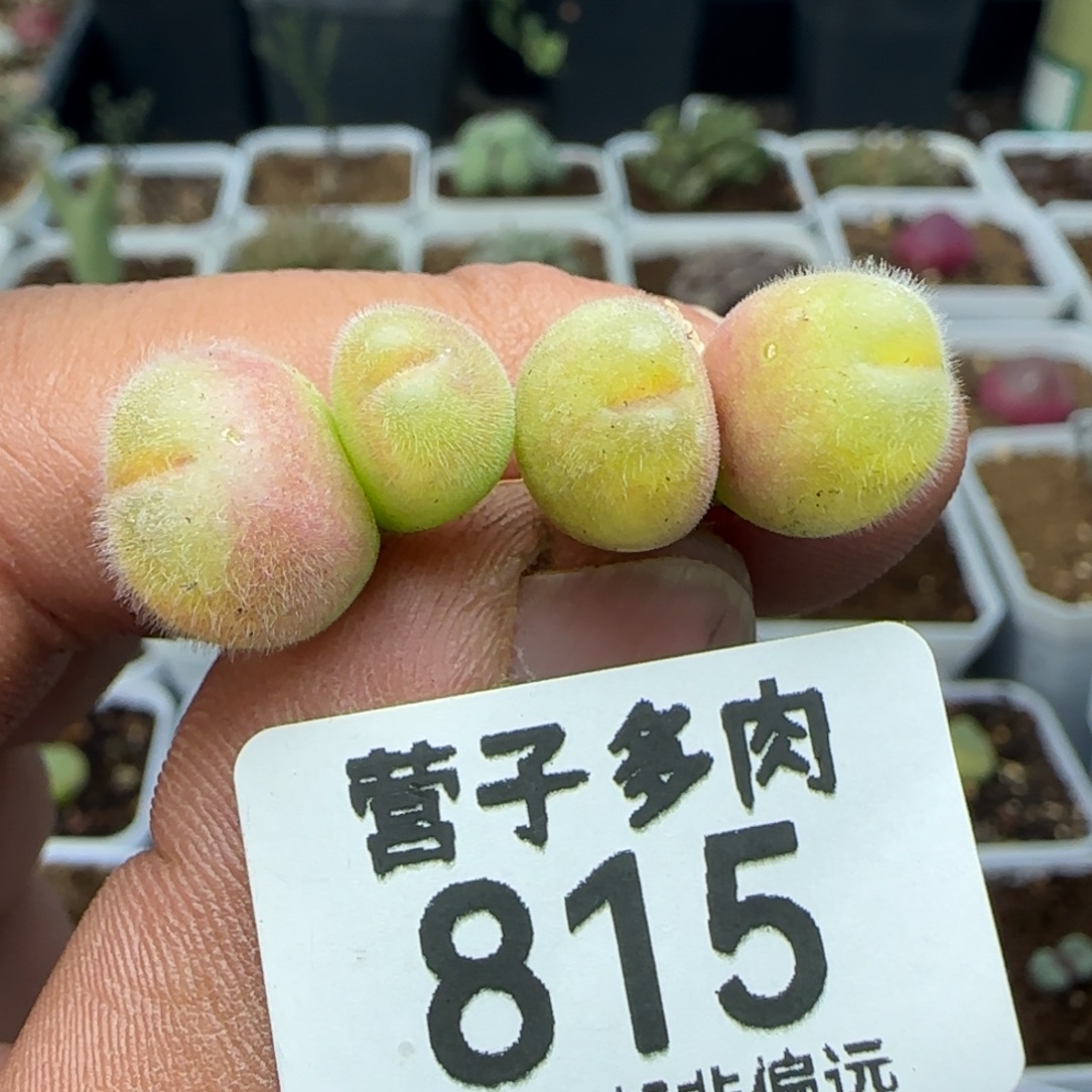 长毛两颗双头。          