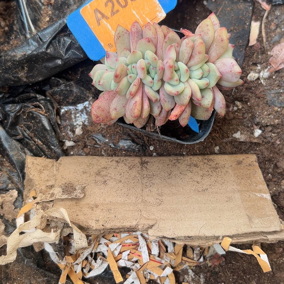 1***0多肉植物一物一拍