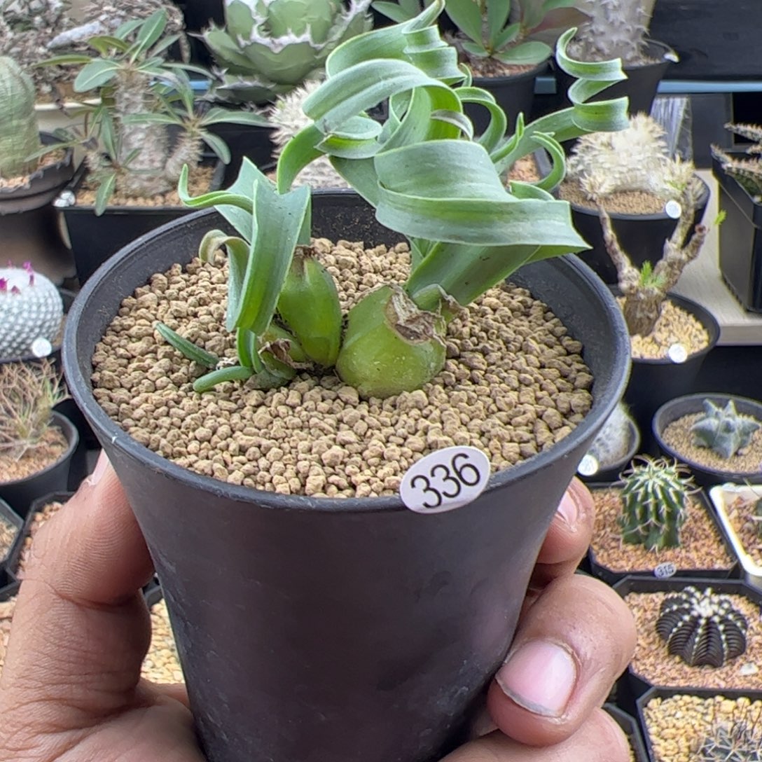 宽弹簧草一物一拍336