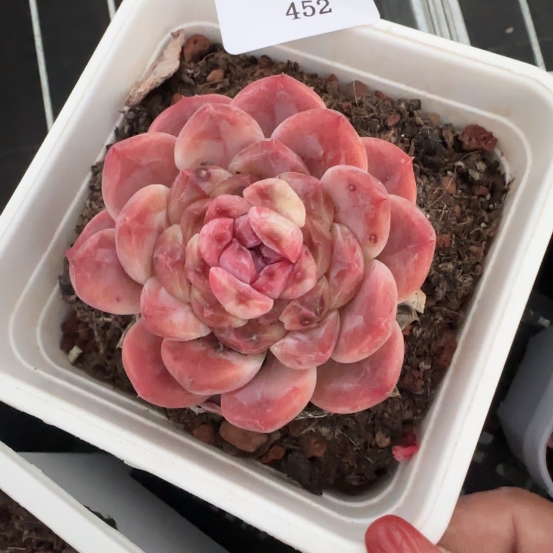 闪购精品多肉452号