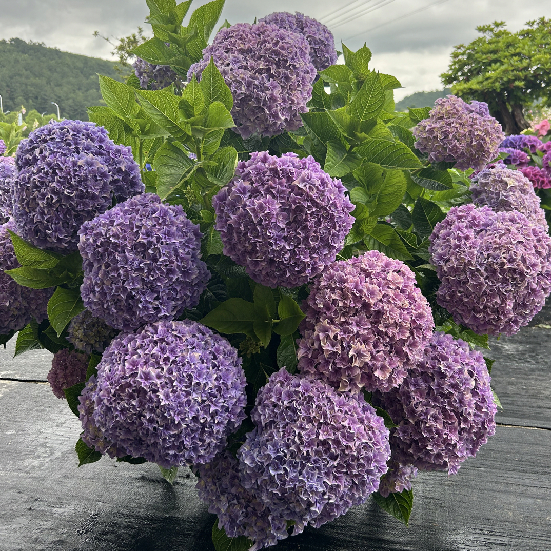 开心花园 贵州露天绣球 【列车】桩子不带花青苗发货