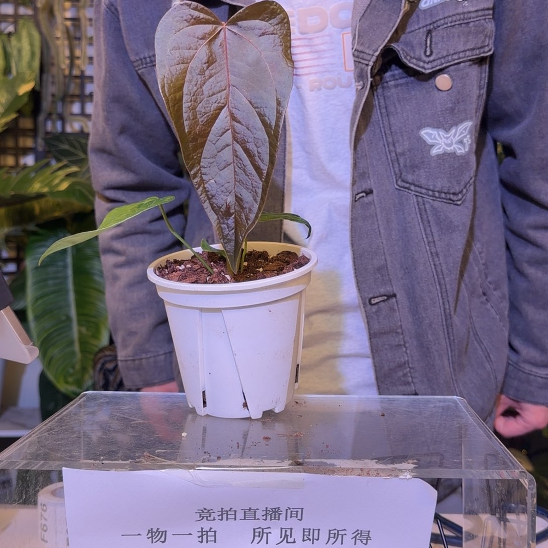 完全开放F674 女王之星