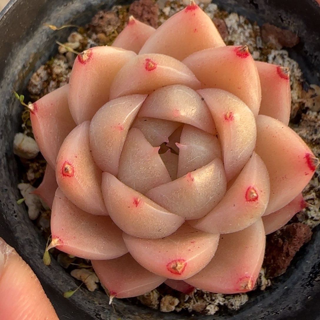 一物一拍麦秆14148