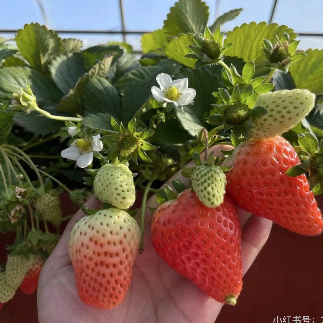 开播福利【天仙醉】原盆原土天仙醉阳台露天种植盆栽