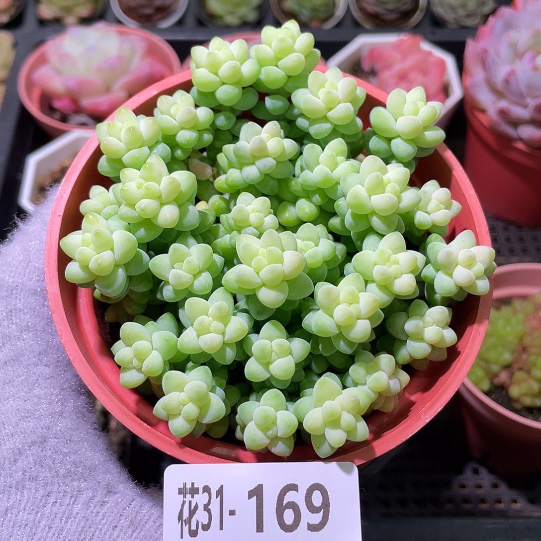 花利美31-169玉坠