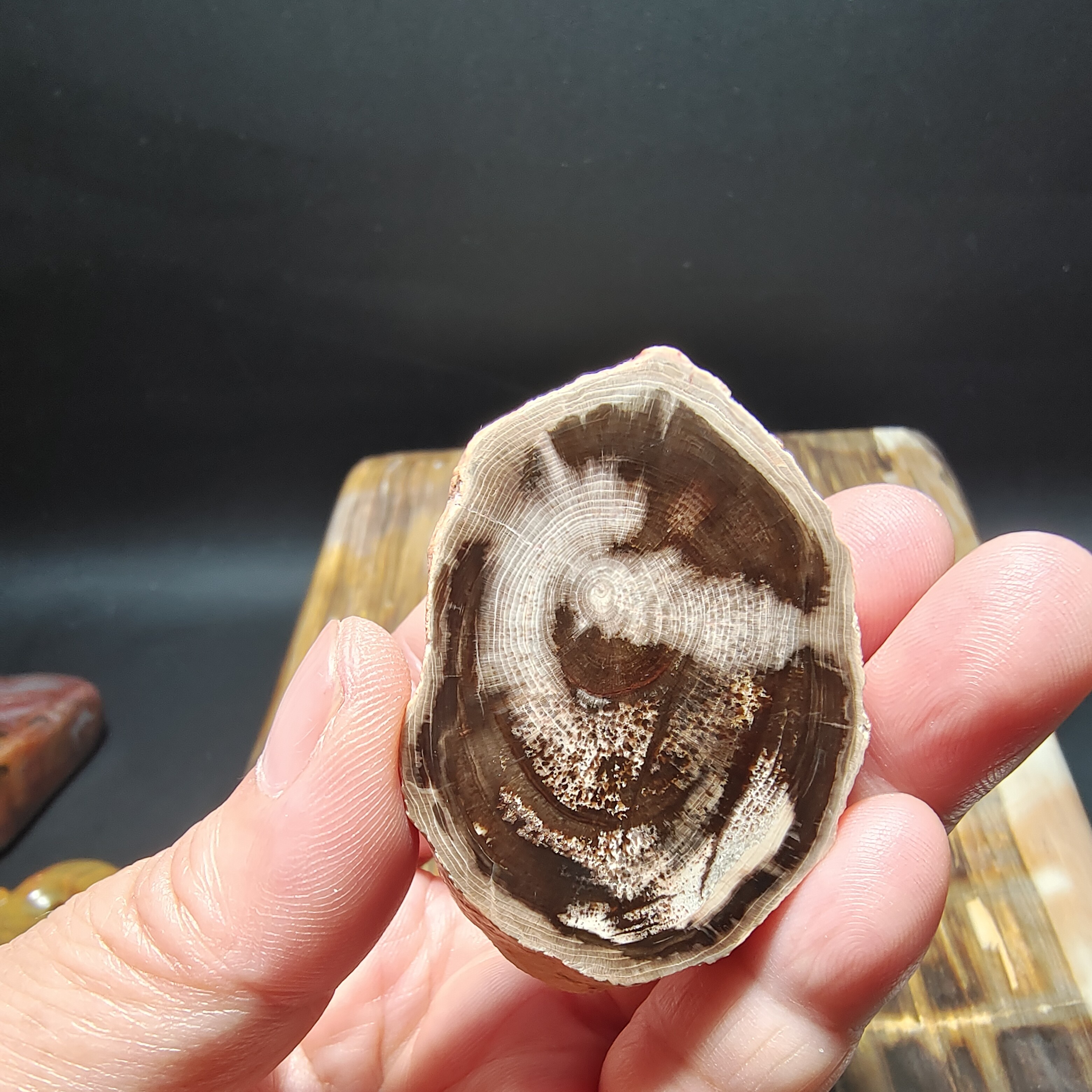 树化石带年轮带树皮吊坠