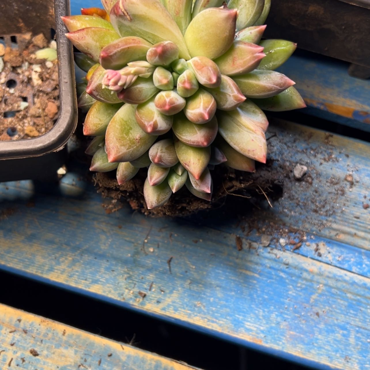 【闪购商品】重楼多肉39.8