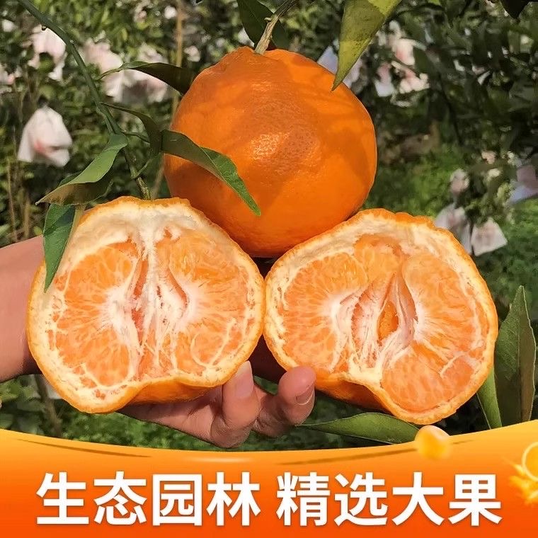 【现货】四川春见耙耙柑当季新鲜水果带箱5-10斤爆汁非丑橘不知火