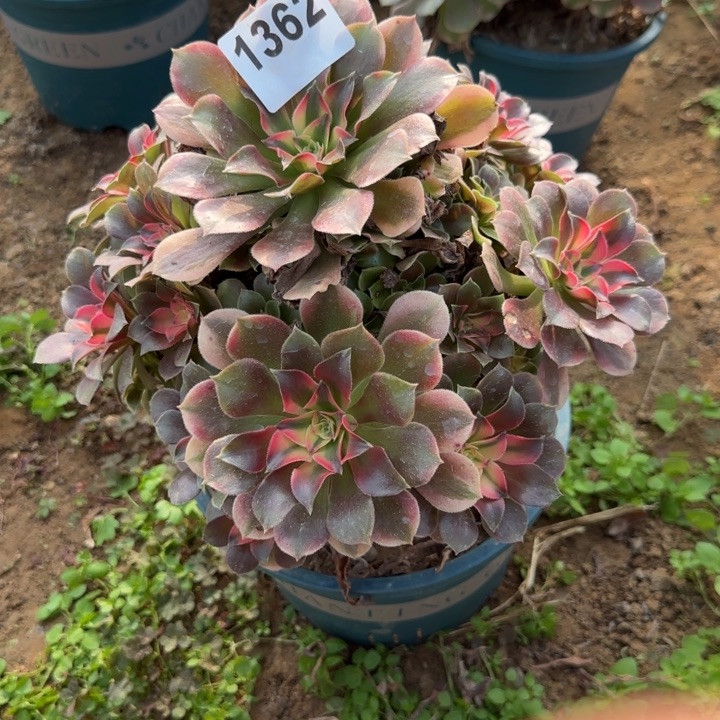 1362香妃清棚处理不包断枝