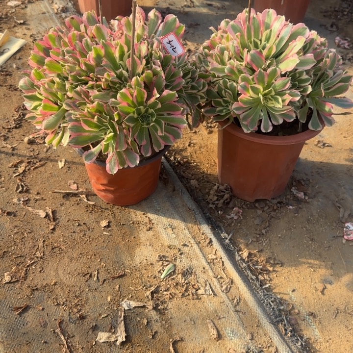 3-12白凤2不周正处理