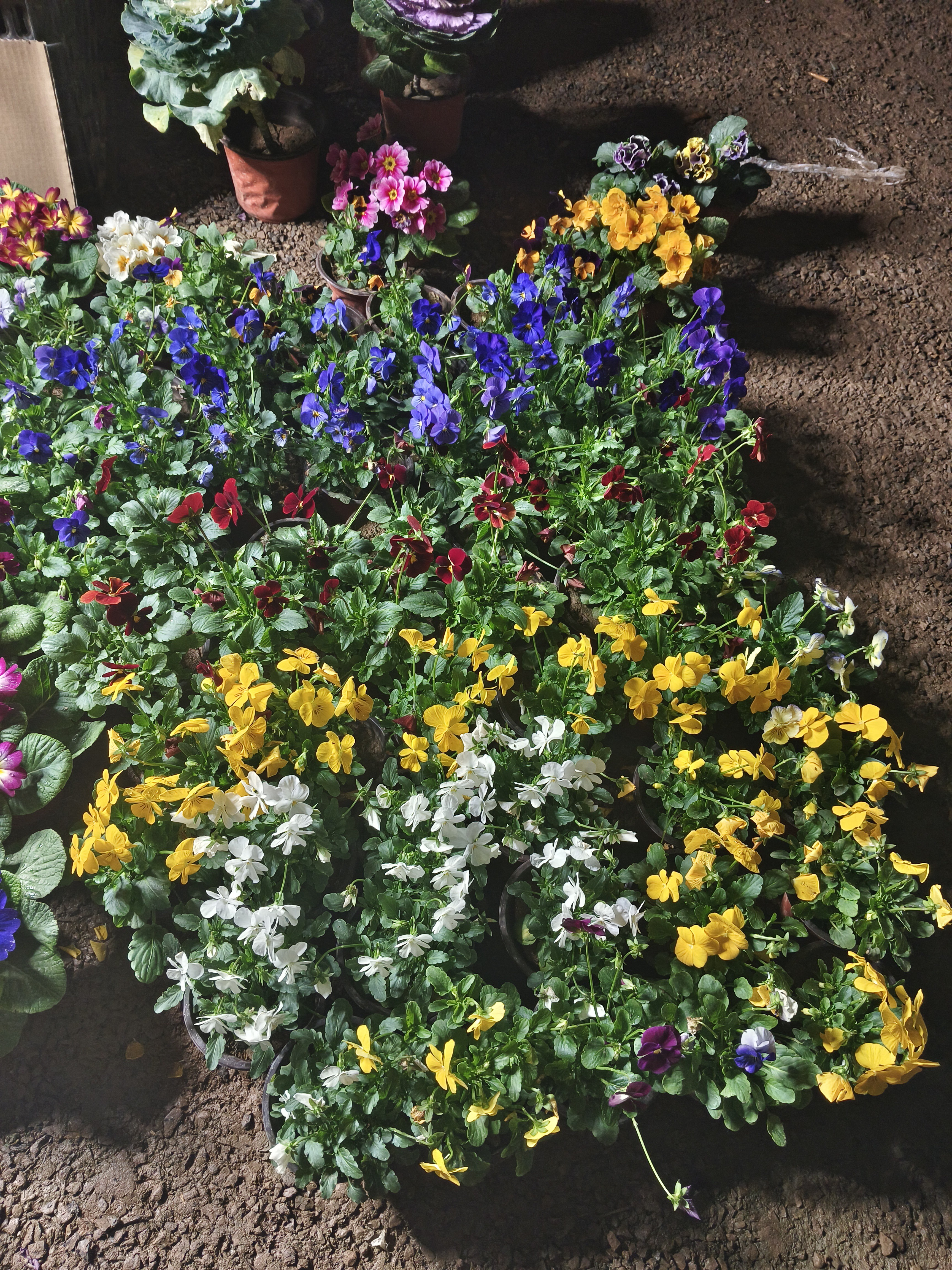 角堇盆栽带花苞花苗冬季耐寒好养阳台庭院四季开花花卉/20盆