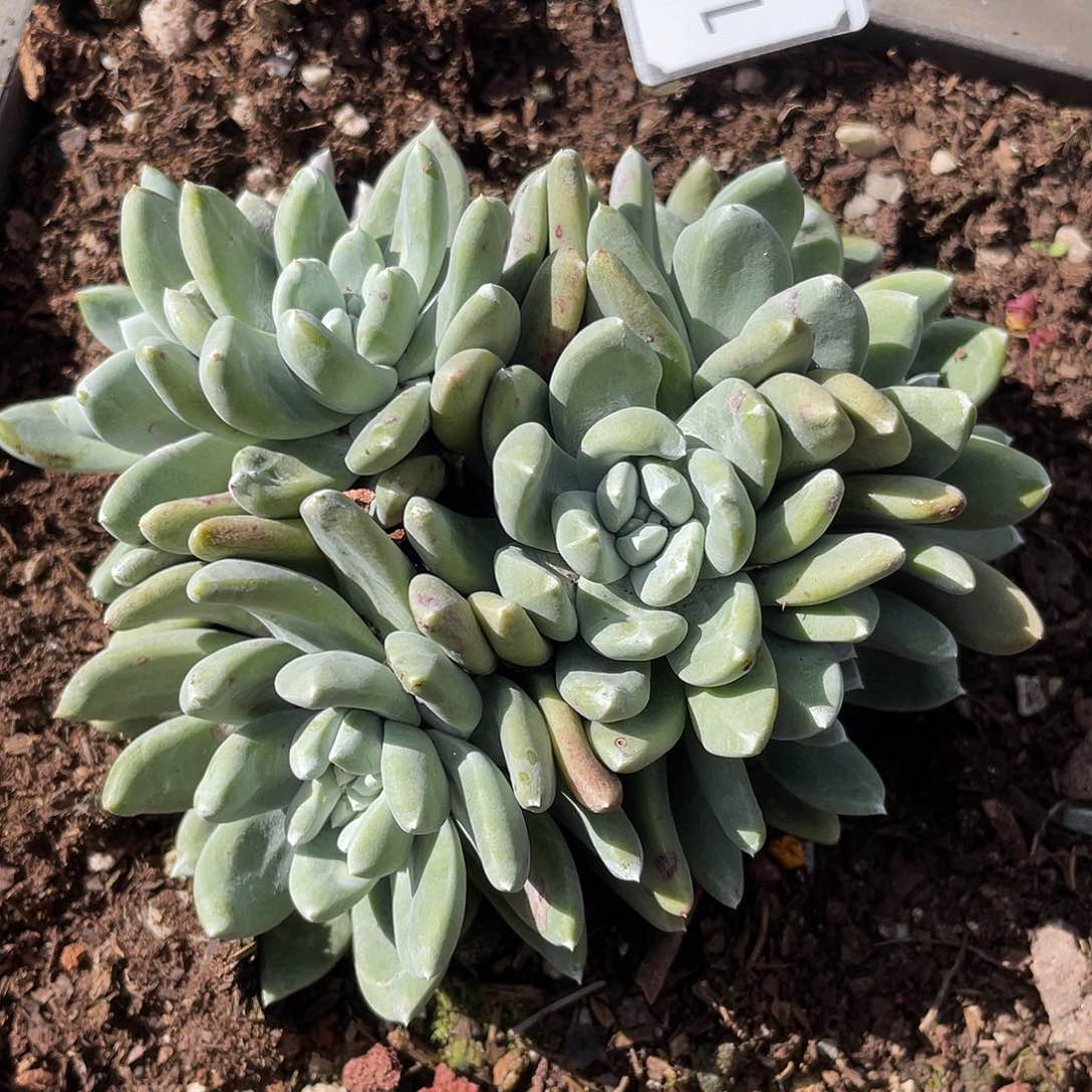 丸叶小拇指多头11895