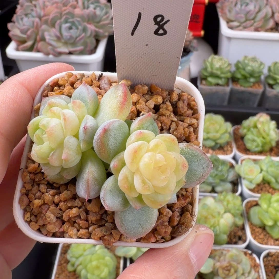 兰***兰一颗双头甜心发货