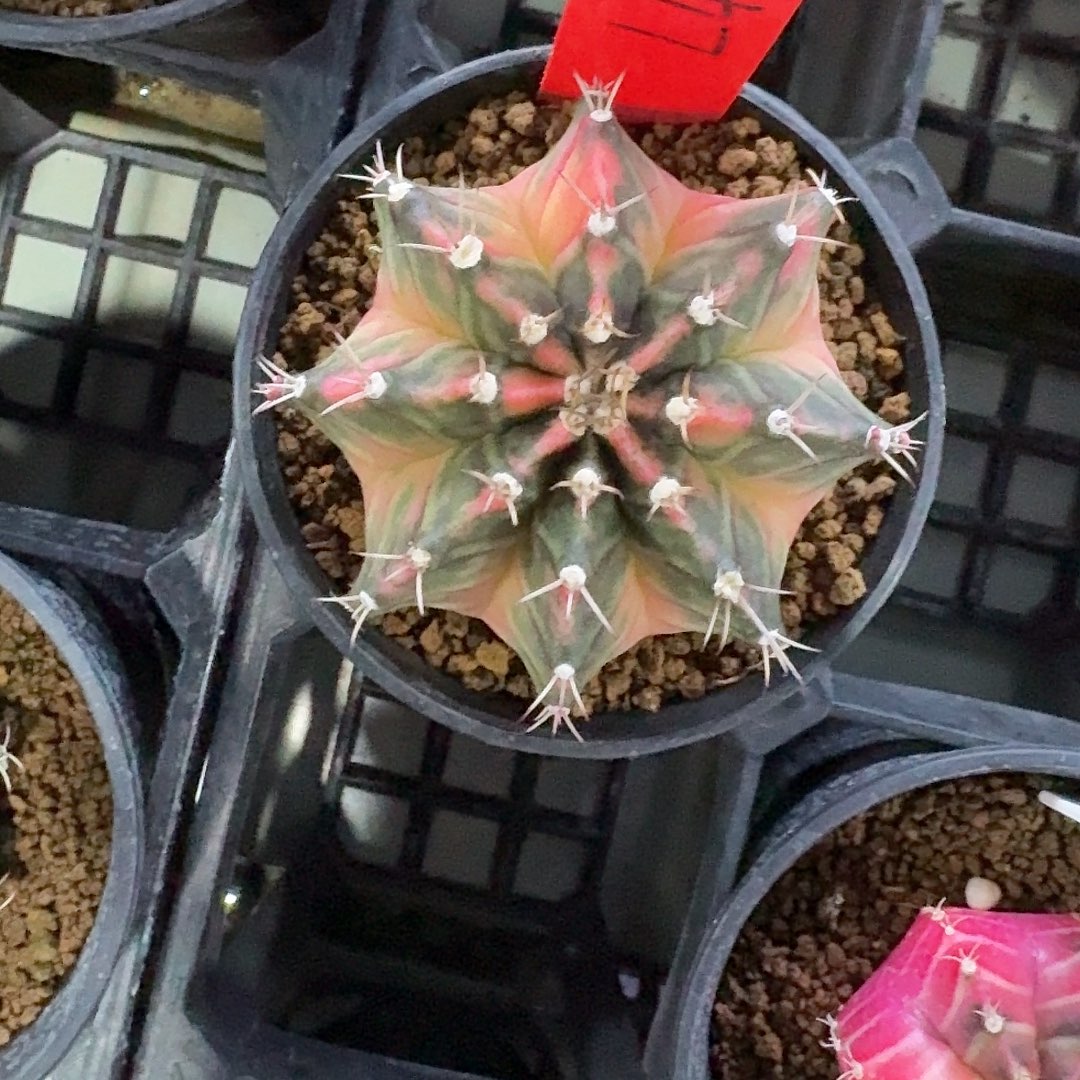 L454-1130广东发货