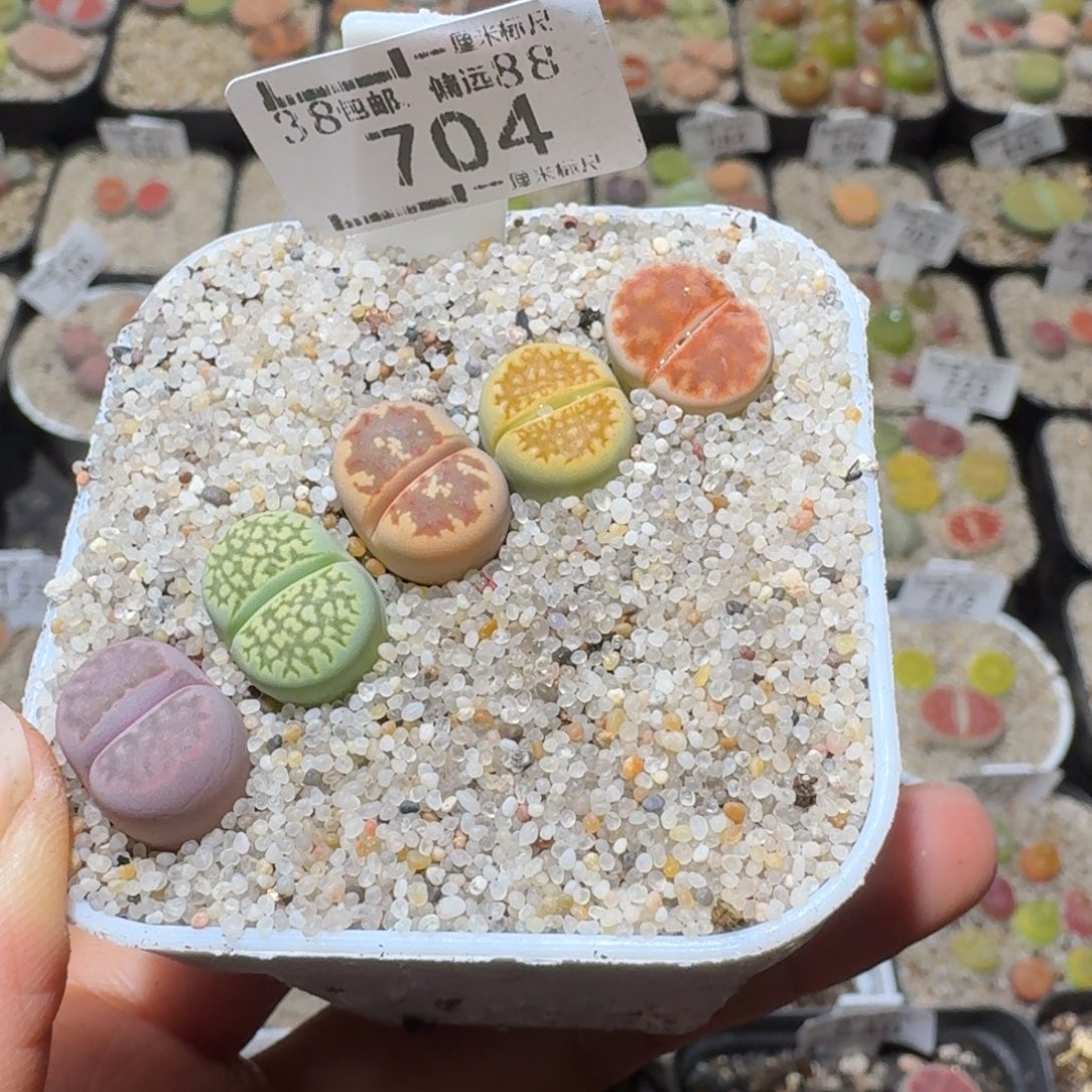 Sss精品清货价704