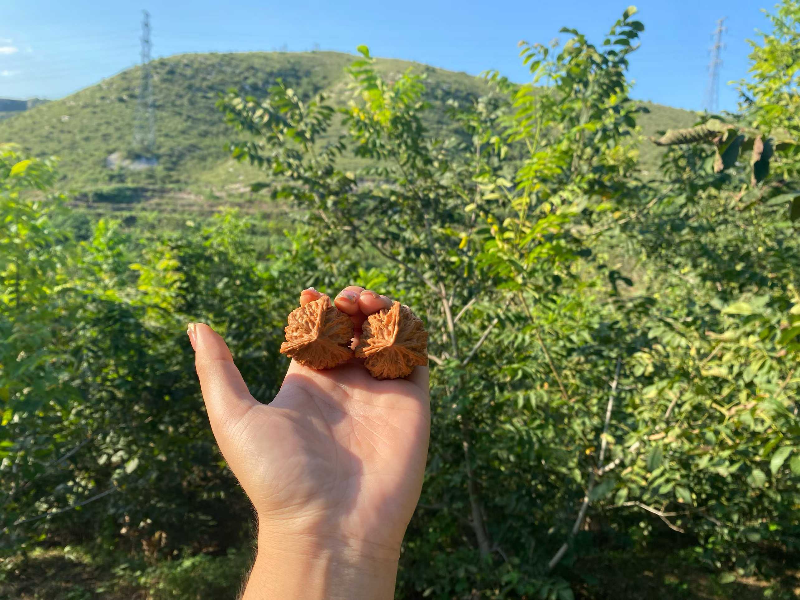 直播专用文玩核桃手把件链接v