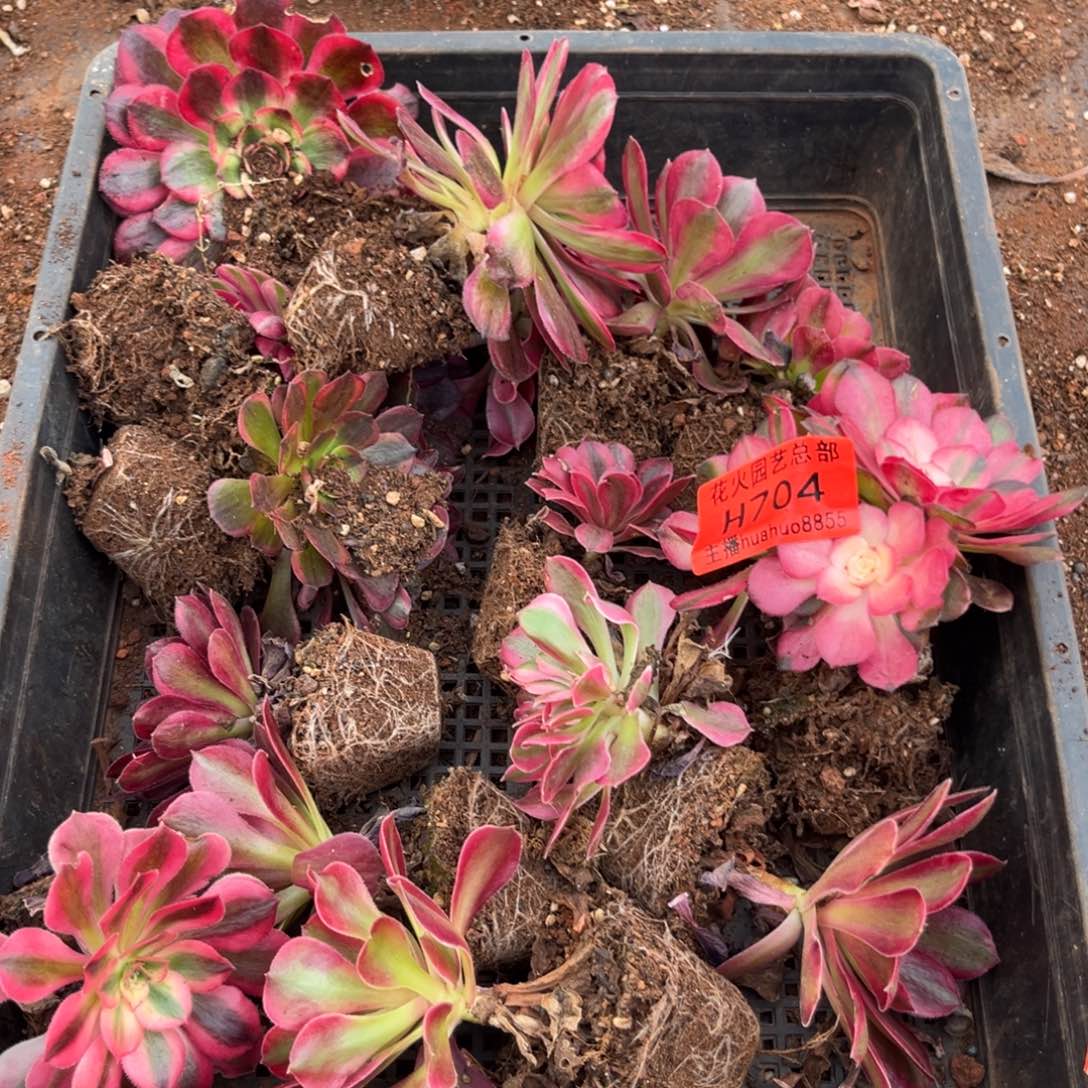 框拍704多肉植物法师