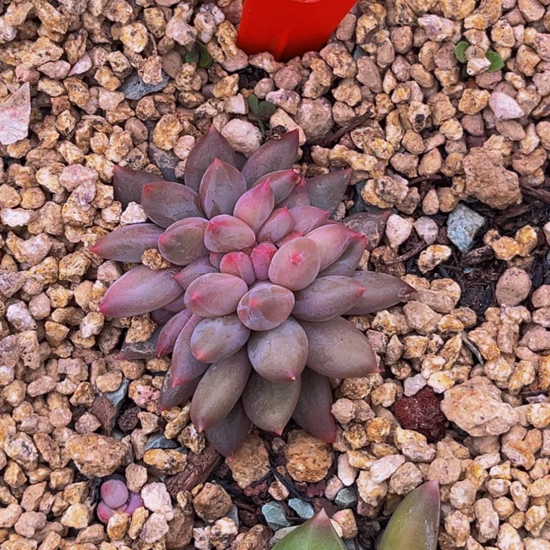 0021号上午多肉植物群生多肉