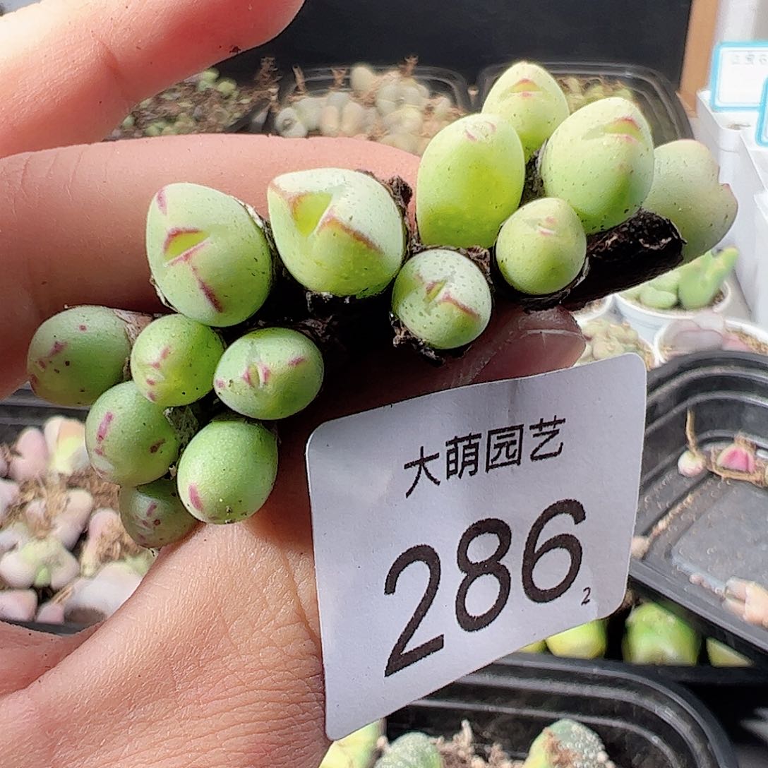 0000286 肉锥一物一拍……