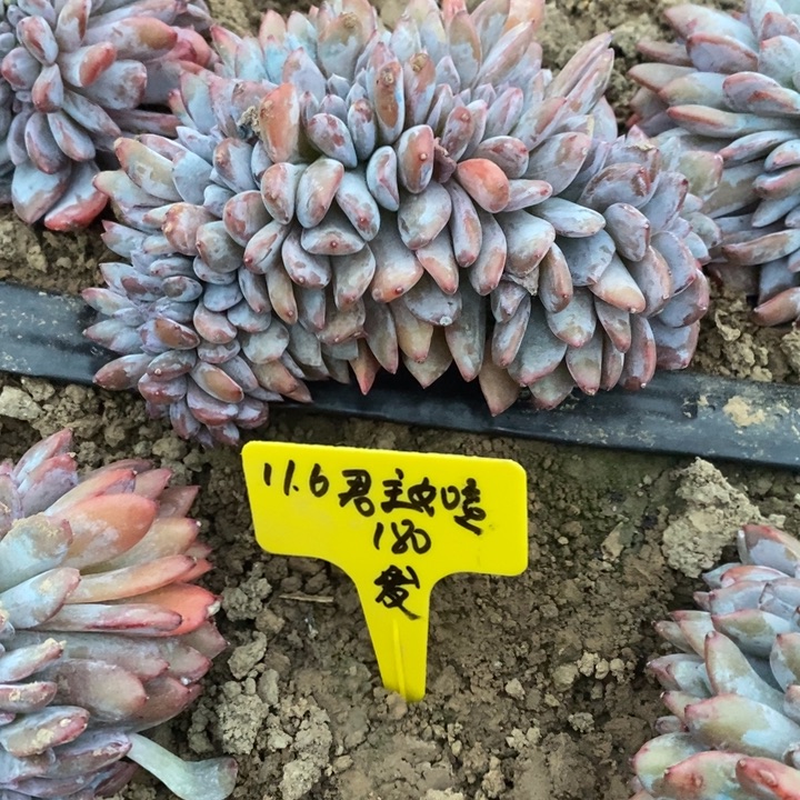 福多多花卉园艺星影