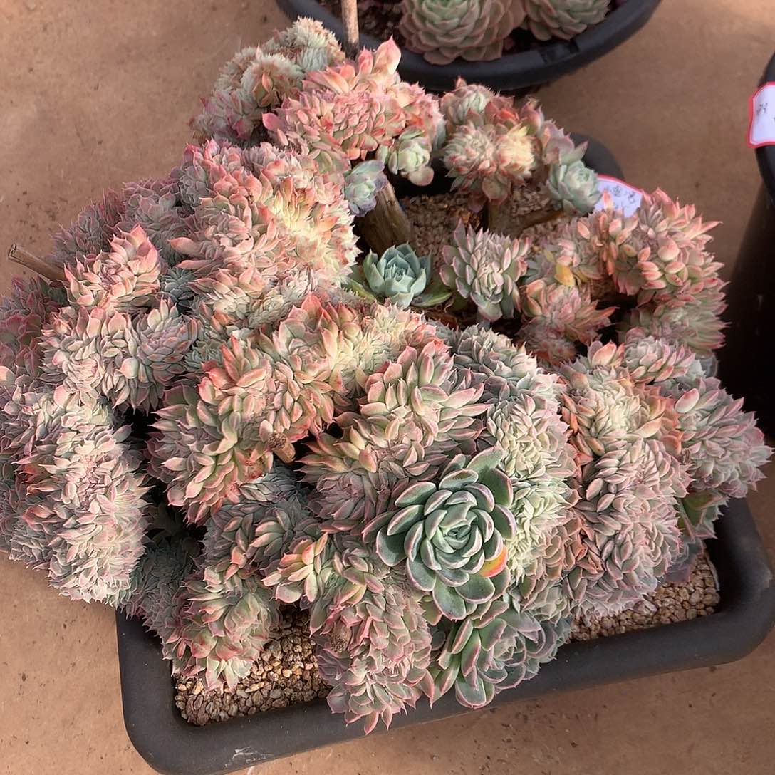 小***婆桑切斯00000000000