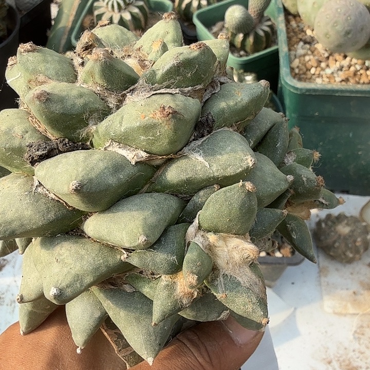 青瓷牡丹0137仙人球