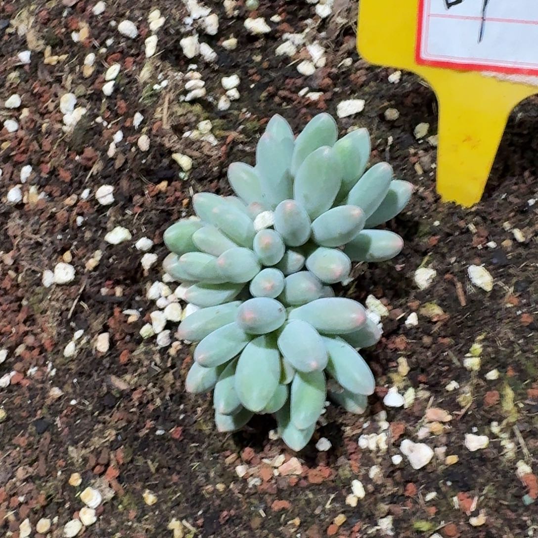 叶***叶弗莱布一颗寄养多肉