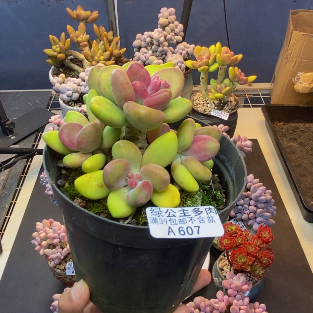 607芒果奶多肉11cm