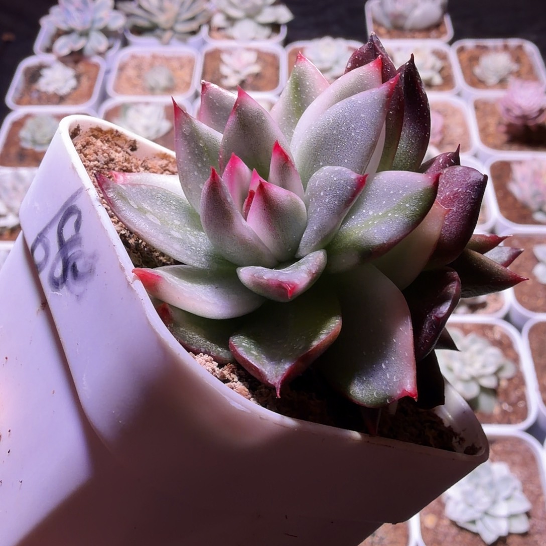 苝****东云杂锦植物一物一拍