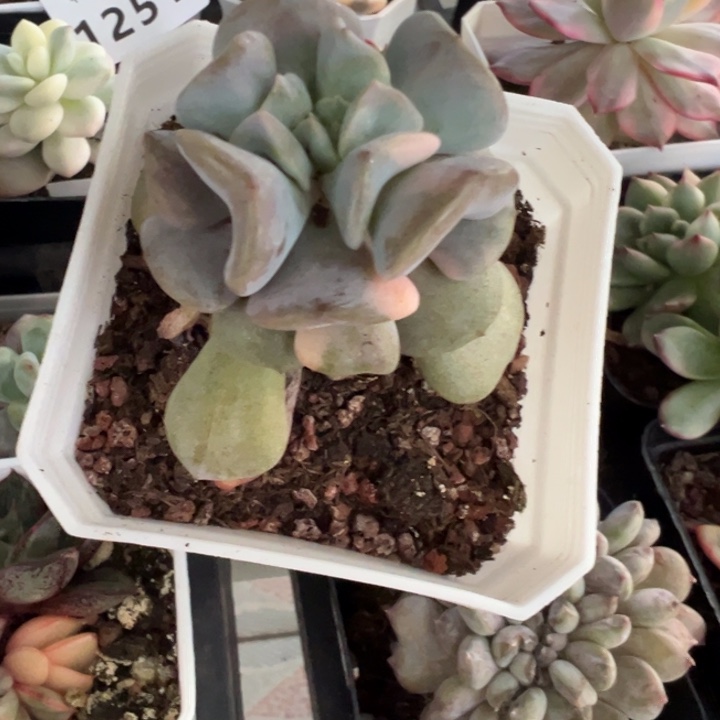 28包邮多肉植物1250