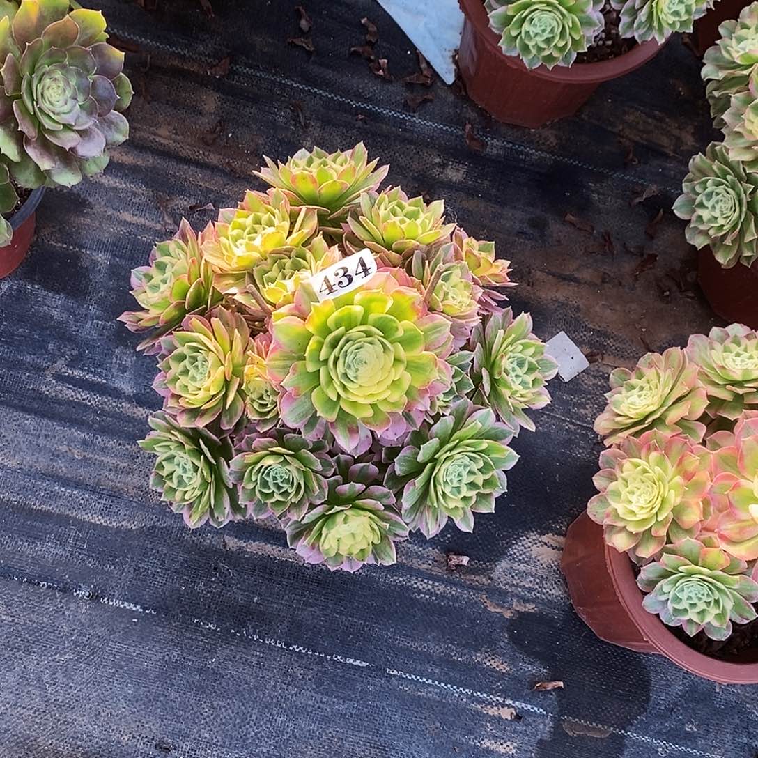 434海仙冠服28公分