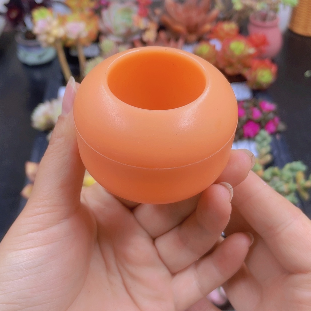 多肉无土栽培多肉植物