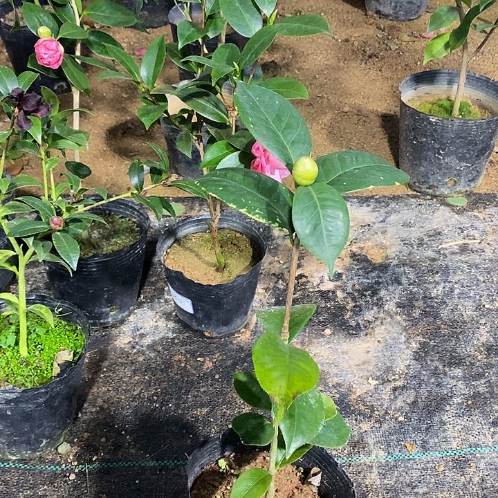 复色情人节茶花 带一个苞