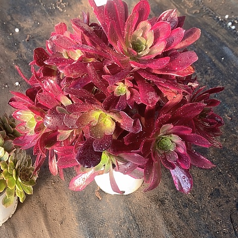 498赤霞飞多肉法师锦